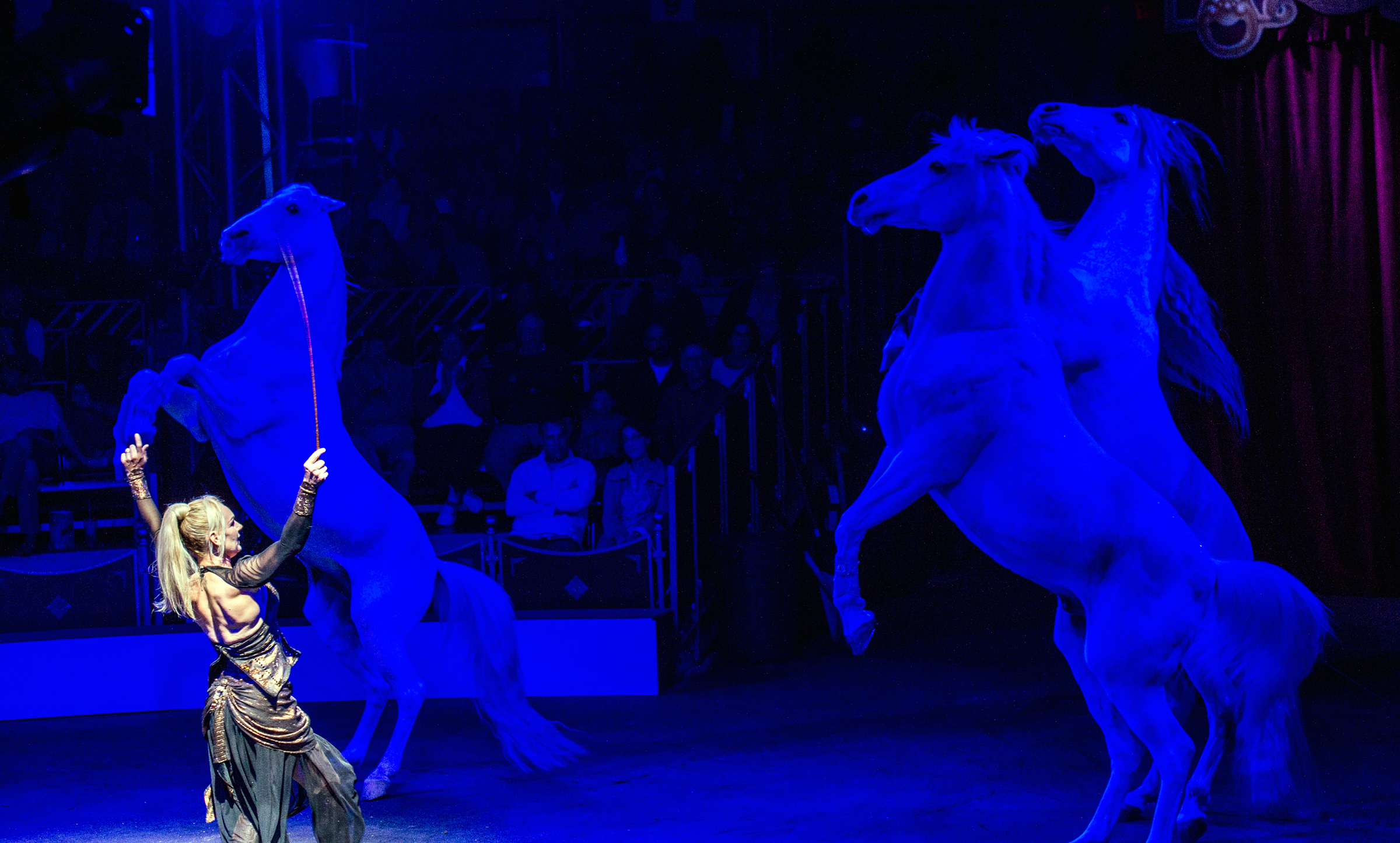 horses in circus show