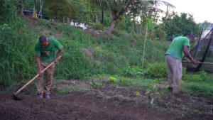 Pacto Verde Carioca project in Rio de Jainero, Brazil. Two gardeners, dark-skinned young men with shovels from Circo Crescer e Viver community, dig holes in crop rows to plant an urban food garden