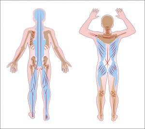 diagram of human posterior muscles, with and without arms raised 