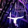 A floresta encantada - Circus Shows - CircusTalk