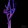Debussy Silks by Jessica Perry - Circus Acts - CircusTalk