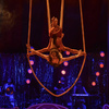 Nest - Circus Acts - CircusTalk