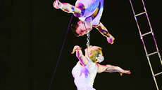 Aerial cradle  - Circus Acts - CircusTalk
