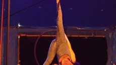 Aerial hoop - Circus Acts - CircusTalk