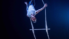 Double Bar Dance Trapeze - Circus Acts - CircusTalk